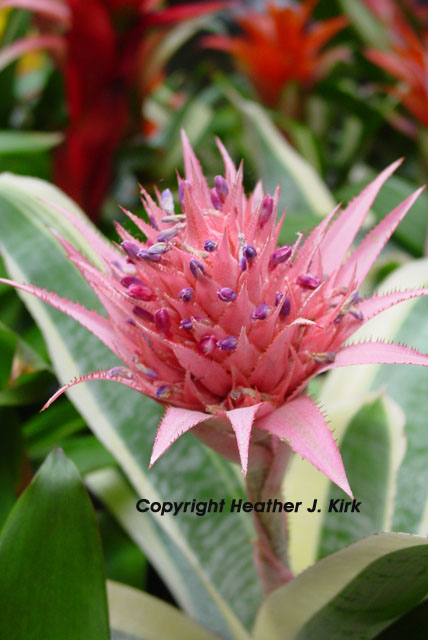 Pink Budding Bromeliad